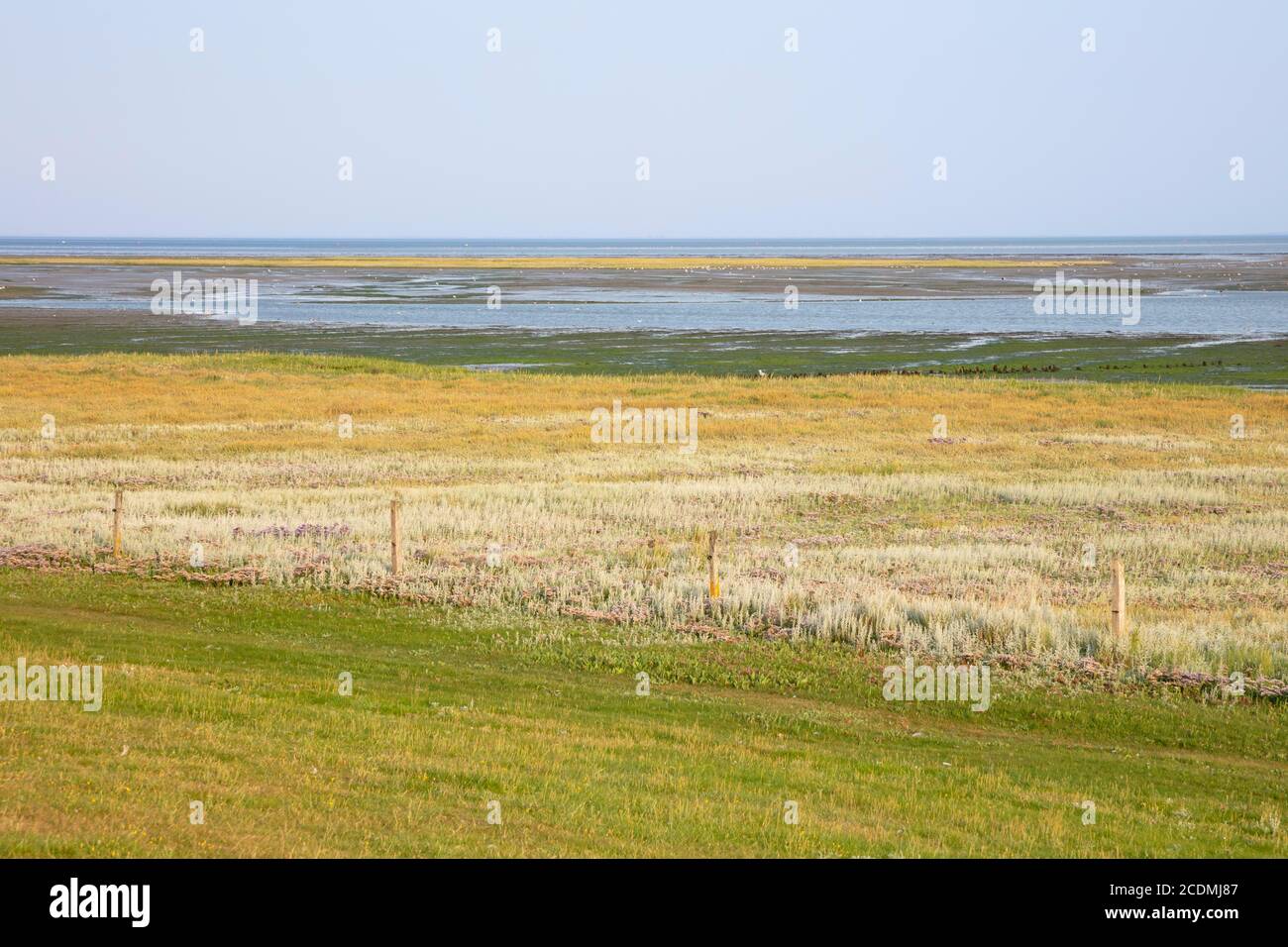 Marais salants dans le parc national de la mer des Wadden, site du patrimoine naturel mondial de l'UNESCO, Borkum, île de la Frise orientale, Frise orientale, Basse-Saxe, Allemagne Banque D'Images