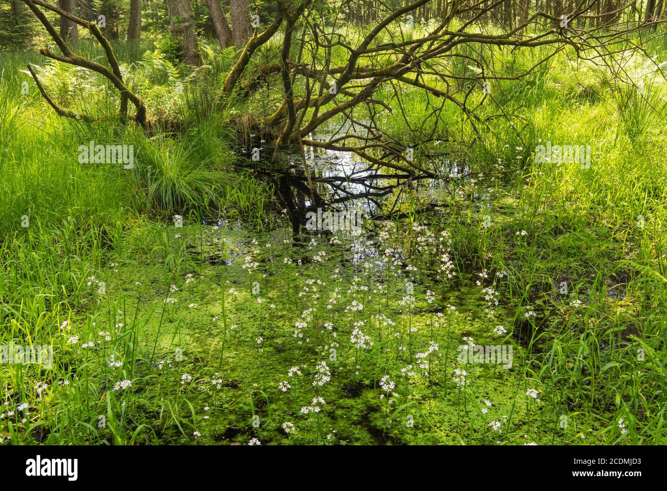 Floraison (Hottonia palustris) dans un fen, Walsrode, Lueneburger Heide, Basse-Saxe, Allemagne Banque D'Images