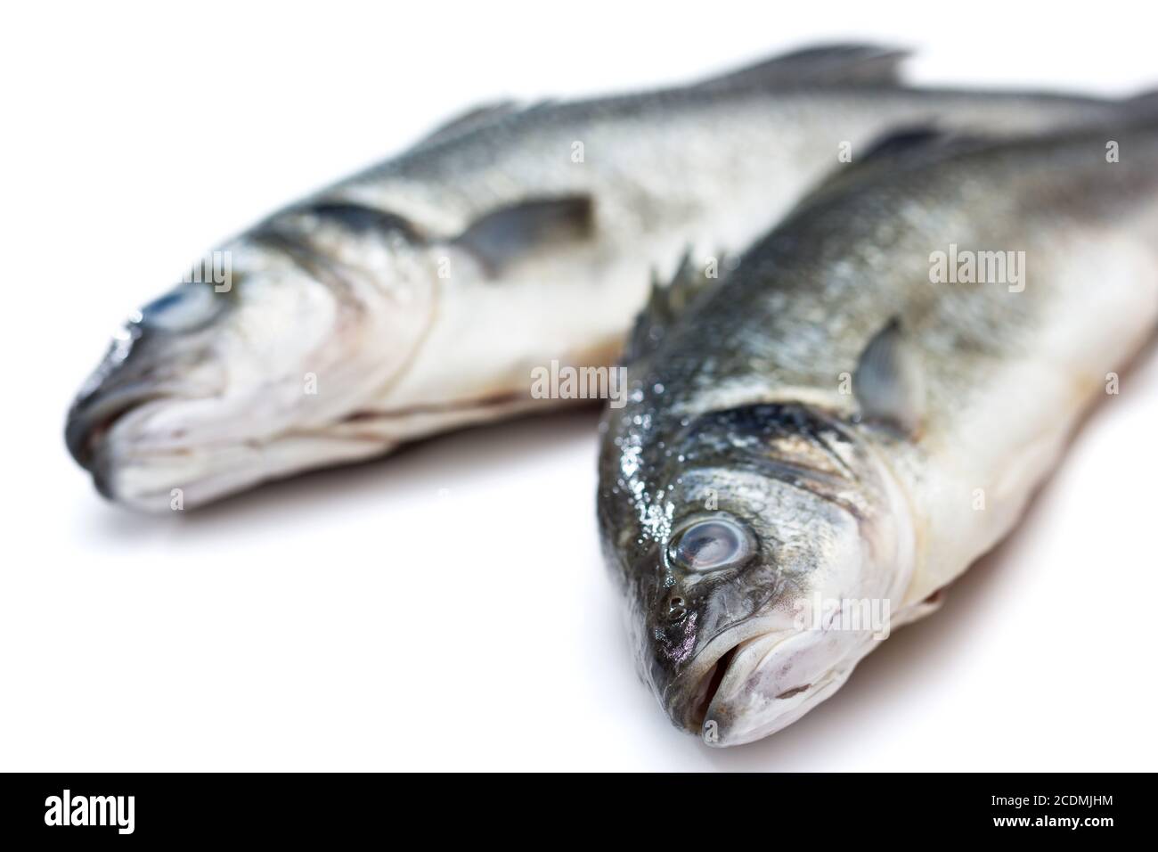 Poissons de mer sur fond blanc avec Banque D'Images