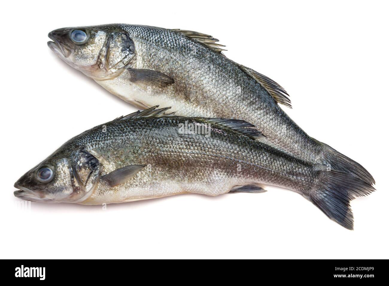 Poissons de mer sur fond blanc avec Banque D'Images