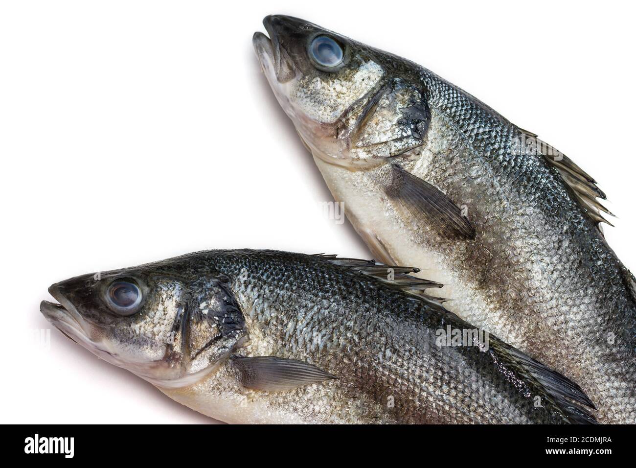 Poissons de mer sur fond blanc avec Banque D'Images