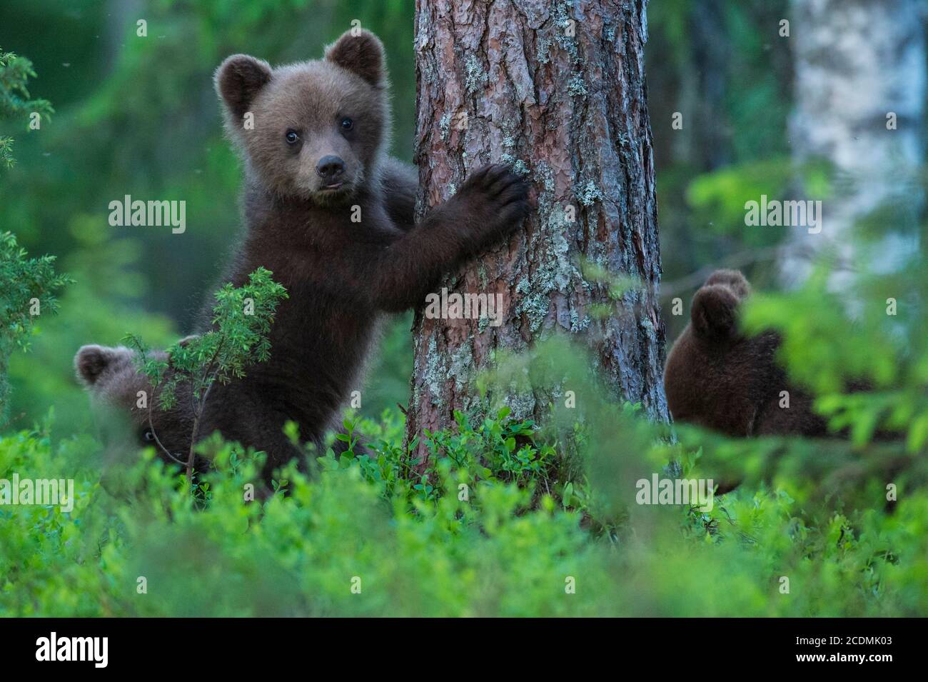 Plus jeune (Ursus arctos) joue sur un arbre de la forêt boréale de conifères, Suomussalmi, Carélie, Finlande Banque D'Images