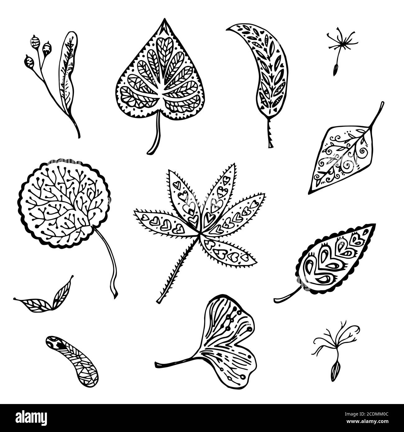 Ensemble d'automne de feuilles ornementales et de graines. Illustration vectorielle dessinée à la main. Illustration de Vecteur