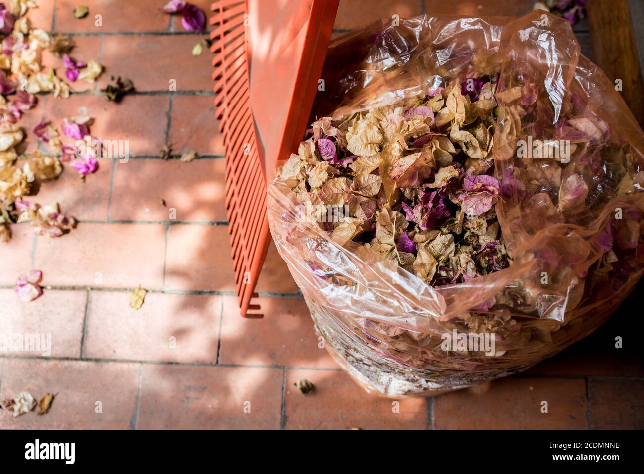 Sac en plastique rempli de feuilles sèches et de fleurs sèches recueillies avec et râteau d'orange prêt à être recyclé. Déchets de jardin recueillis lors du confinement de la covid-19. Banque D'Images