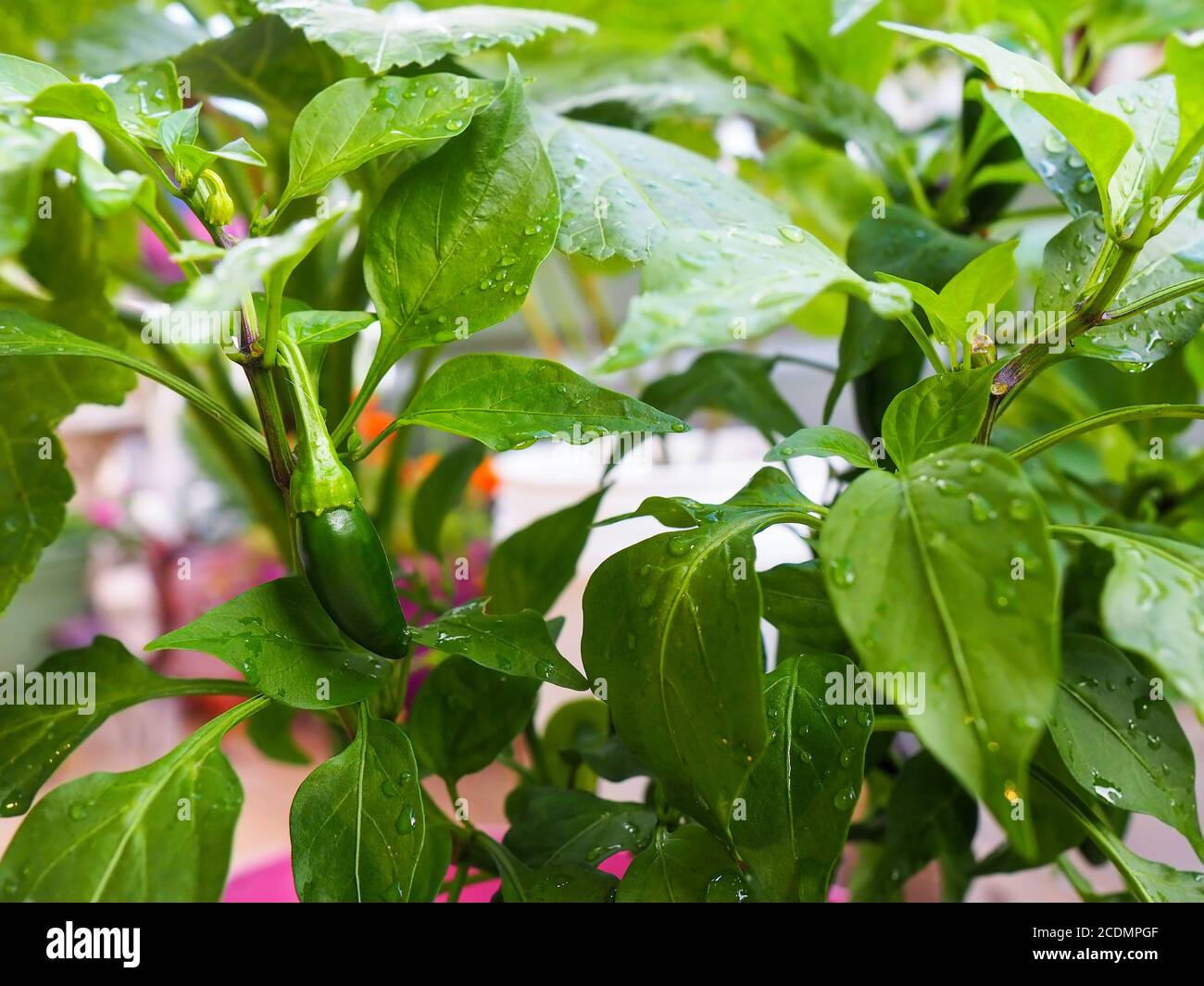 Un beau petit poivron vert pousse sur une plante de poivre vert dans le jardin après une pluie d'été. Banque D'Images