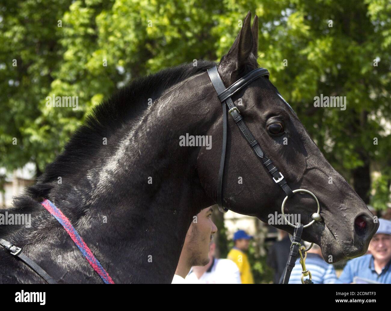 Portrait de cheval. Banque D'Images