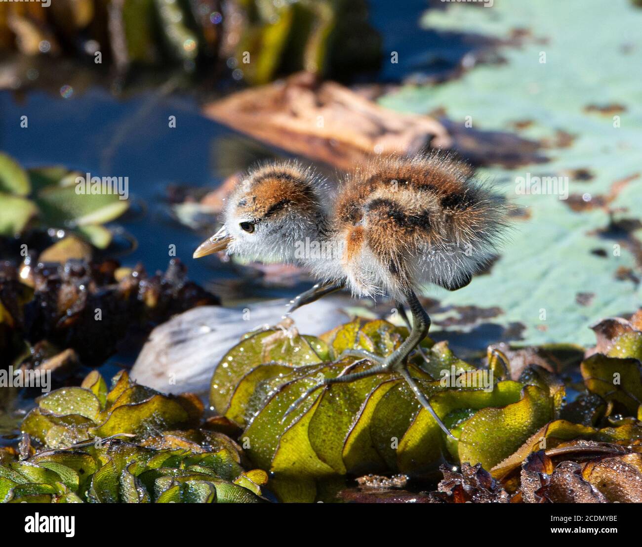 Jeune Comb-Crested Jacana (Irediparra gallinacea), Yellow Water Billabong, territoire du Nord Banque D'Images