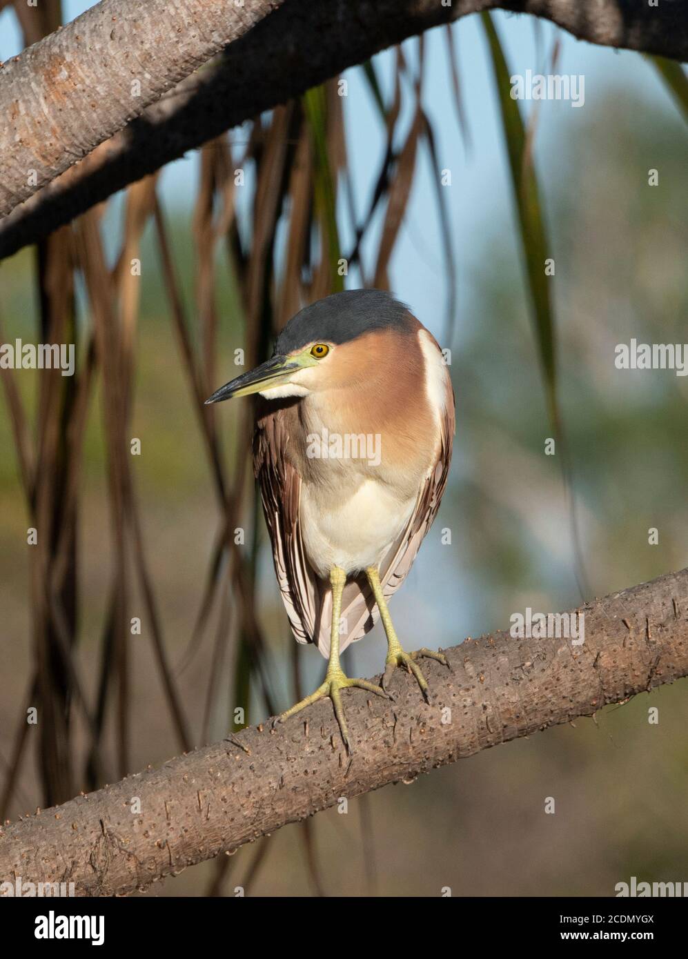 Héron nocturne Nankeen adulte (Nycticorax caledonicus) perché sur une branche, Yellow Water Billabong, parc national de Kakadu, territoire du Nord, territoire du Nord, Australie Banque D'Images