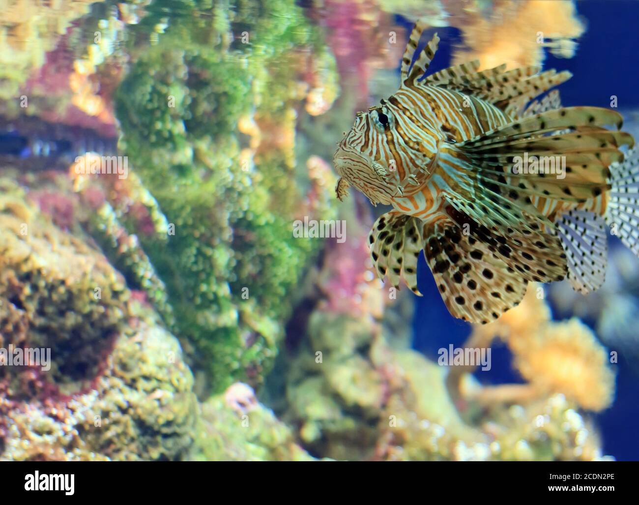 Moscou, Fédération de Russie - 26 octobre 2012 : océnarium de Moscou - gros mérou de tigre sous l'eau Banque D'Images