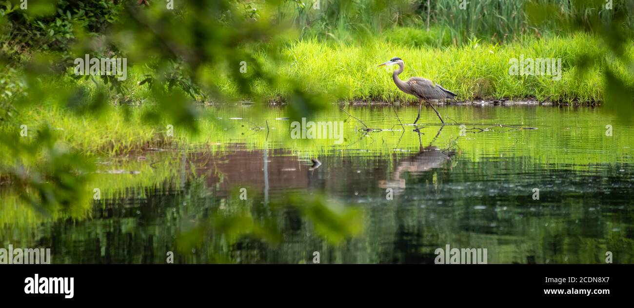 Grand héron barbotant le long de la rive du lac Trahlyta au parc national Vogel à Blairsville, Géorgie. (ÉTATS-UNIS) Banque D'Images