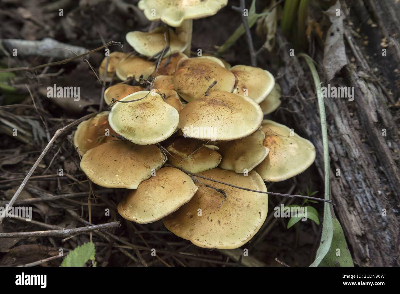 Faux miel agaric Banque D'Images