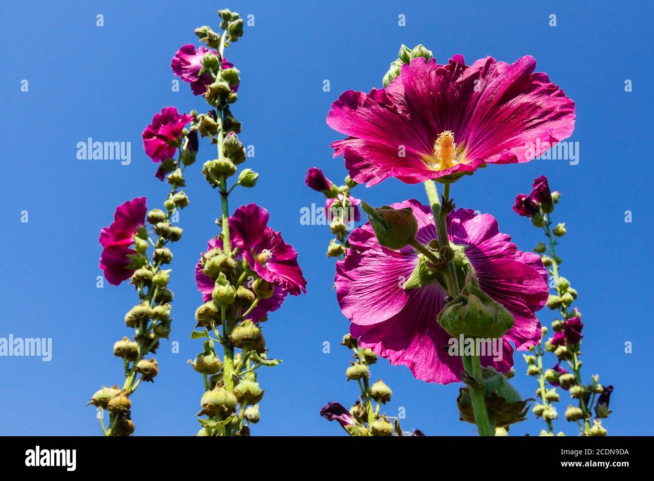 Fleurs d'été contre ciel bleu, hollyhock Alcea rosea Banque D'Images
