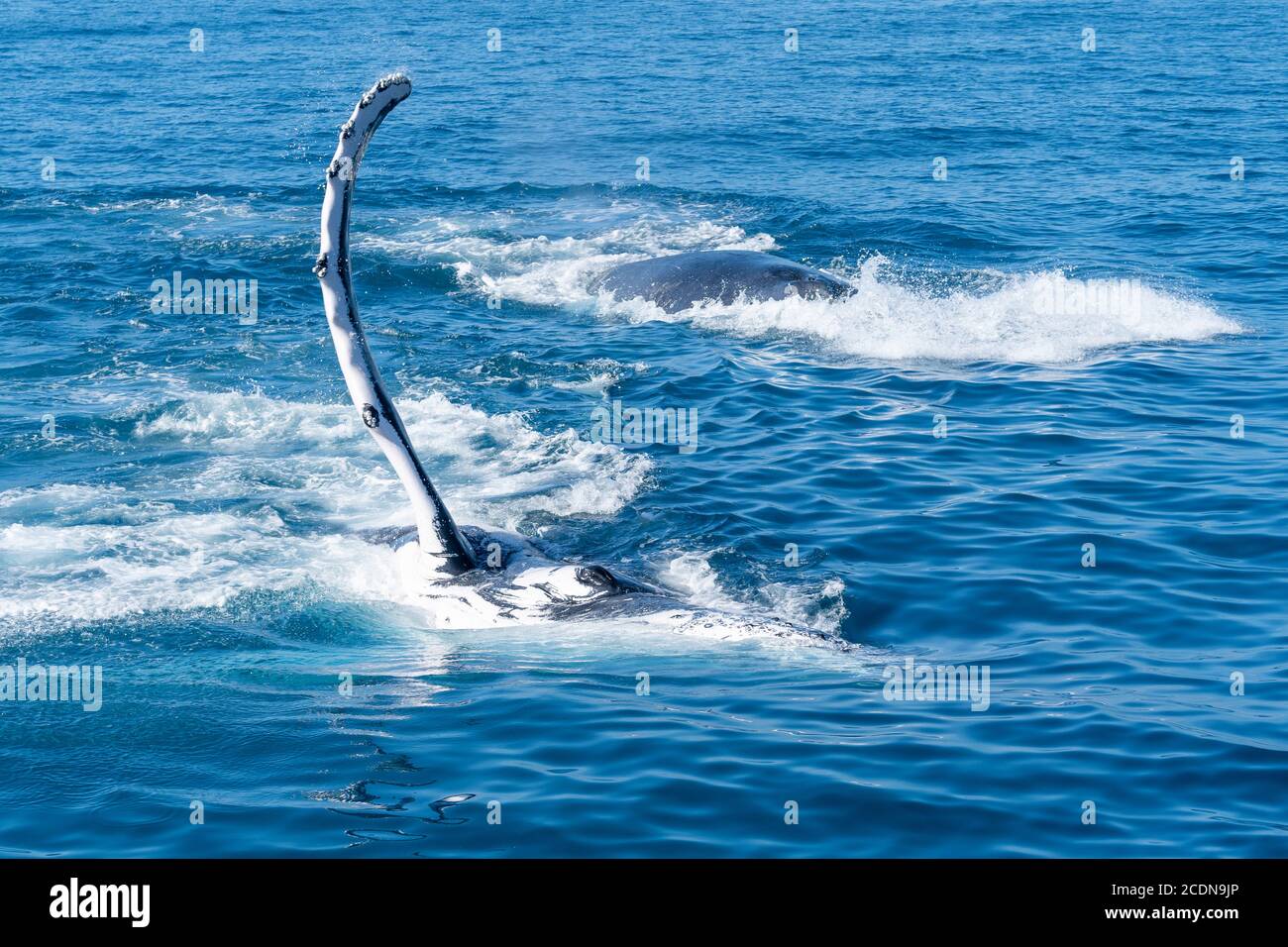 Baleines à bosse, pectorales ou ailerons qui claquent au large de l'île Fraser, Hervey Bay, Queensland, Australie Banque D'Images