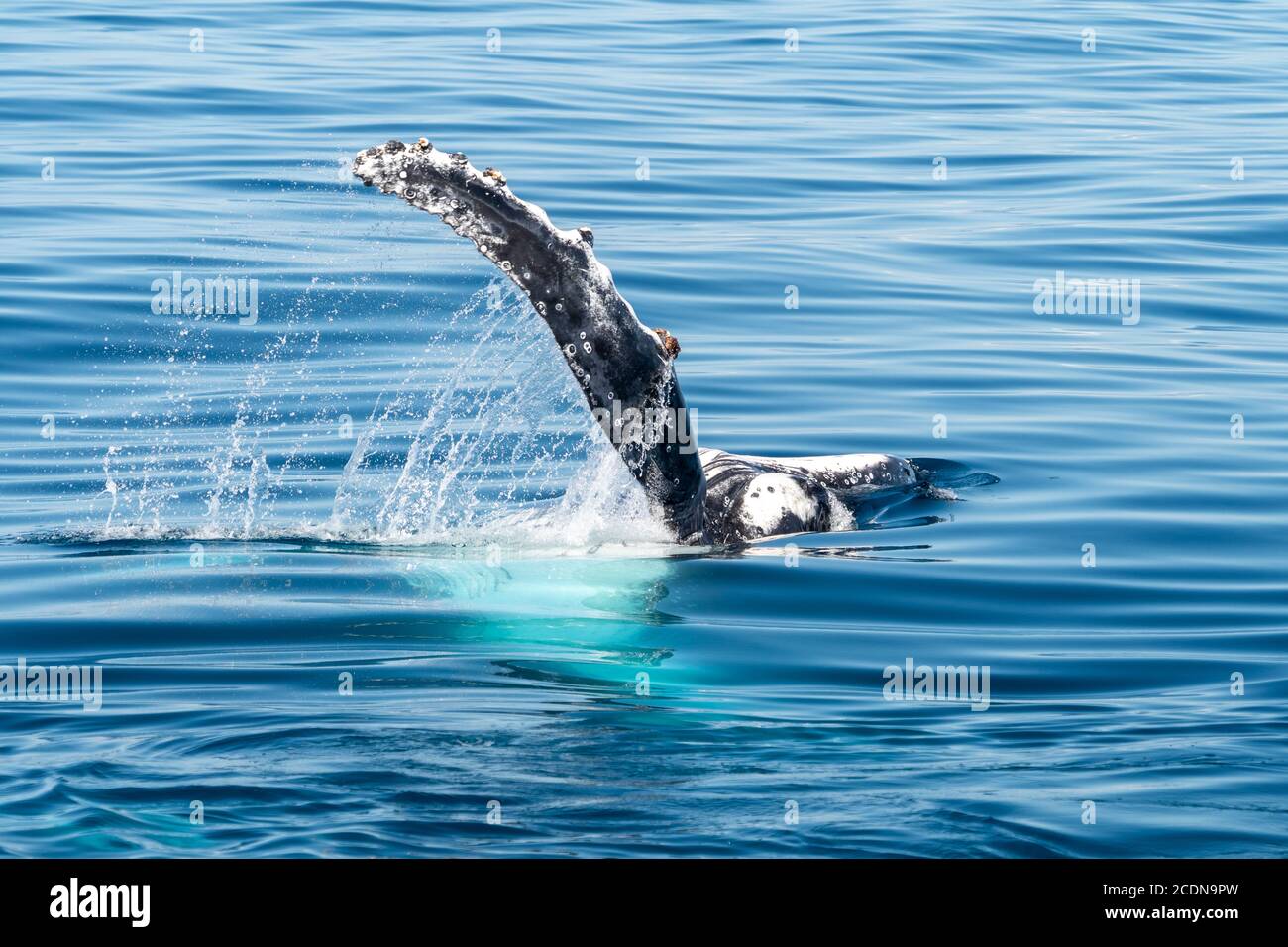 Baleines à bosse, pectorales ou ailerons qui claquent au large de l'île Fraser, Hervey Bay, Queensland, Australie Banque D'Images