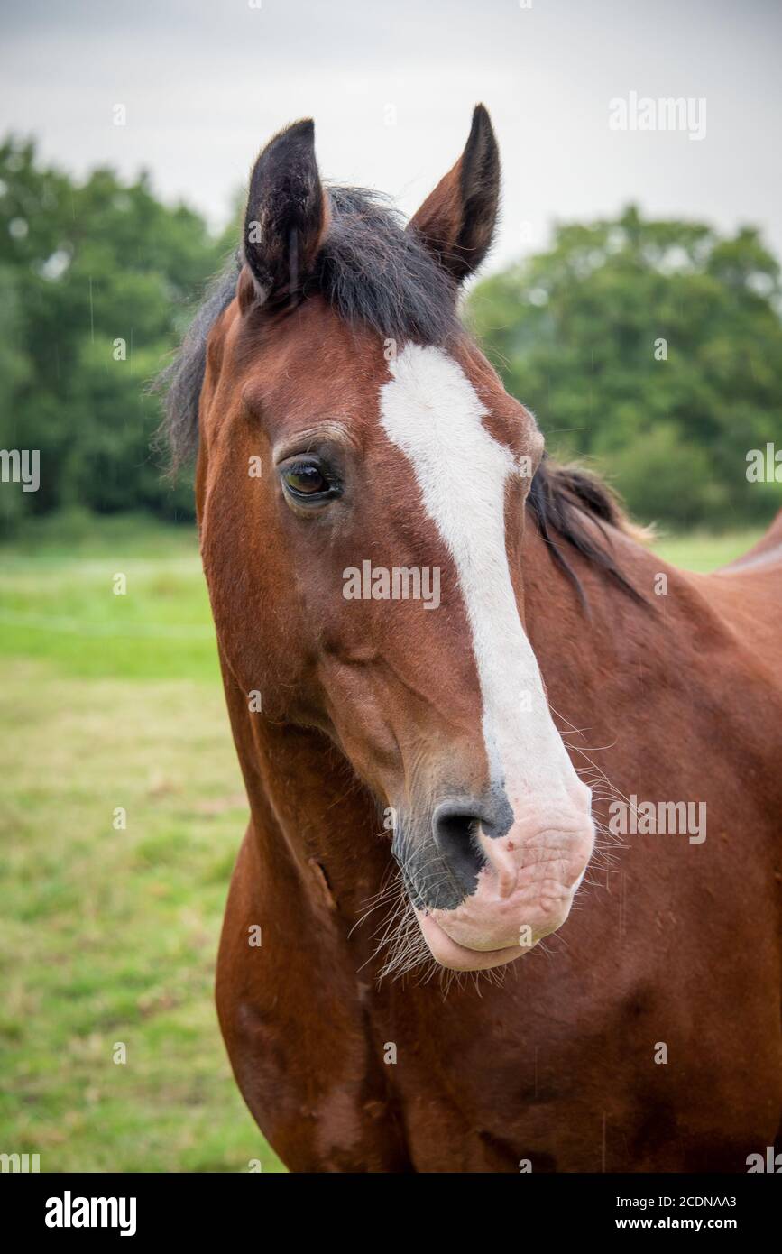 Portrait d'un cheval brun avec une lame blanche. C'est un gros plan montrant juste la tête avec les oreilles vers le haut et regardant légèrement vers la droite Banque D'Images