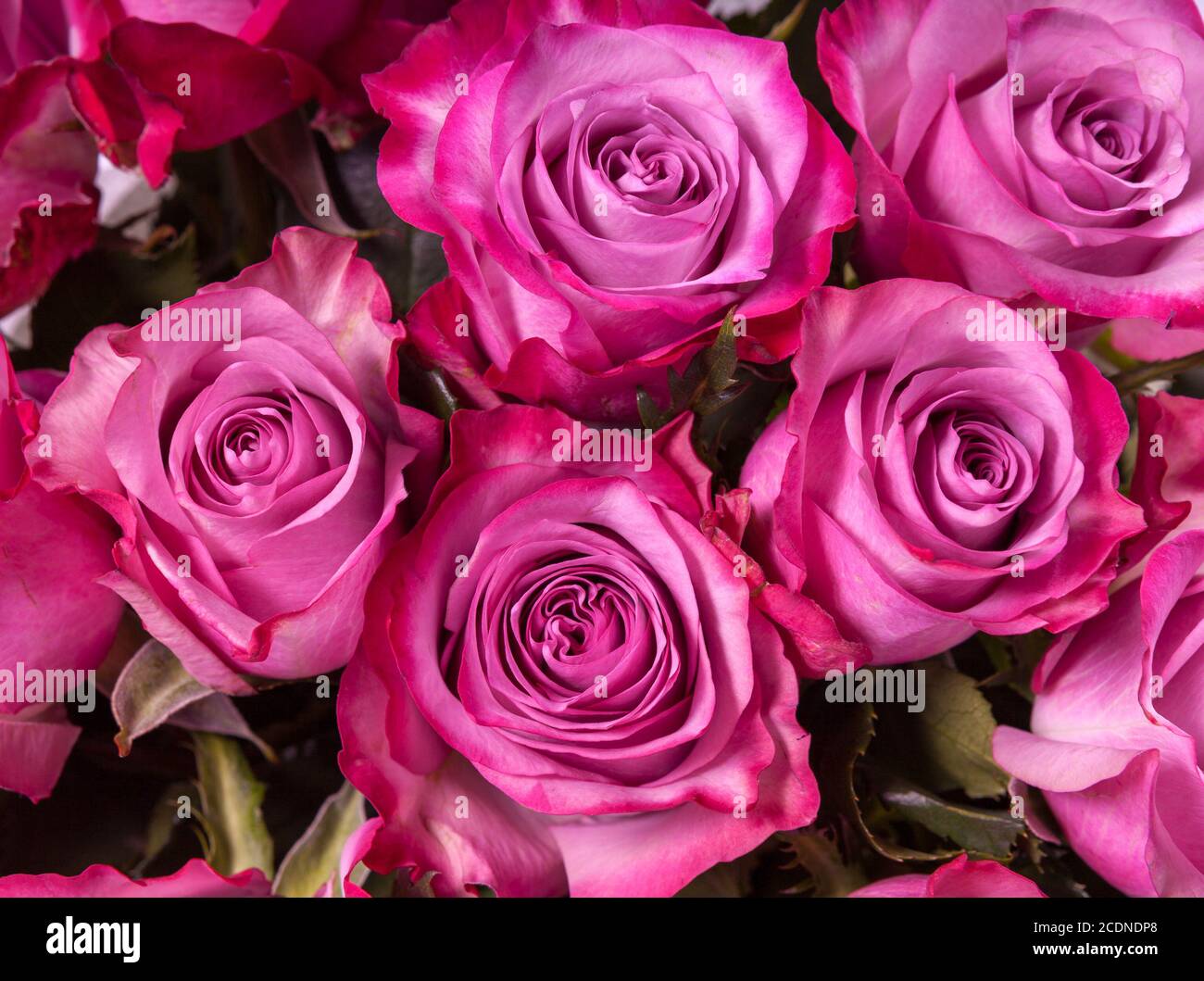 Roses rose close up Banque D'Images