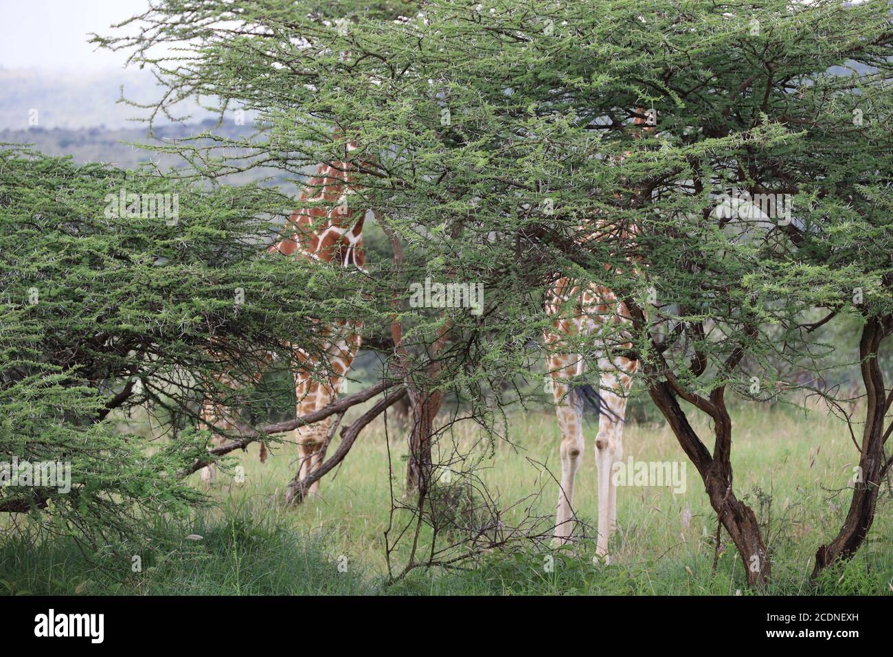 Une girafe élégante qui s'étend sur son cou pour parcourir les feuilles d'acacia. Banque D'Images
