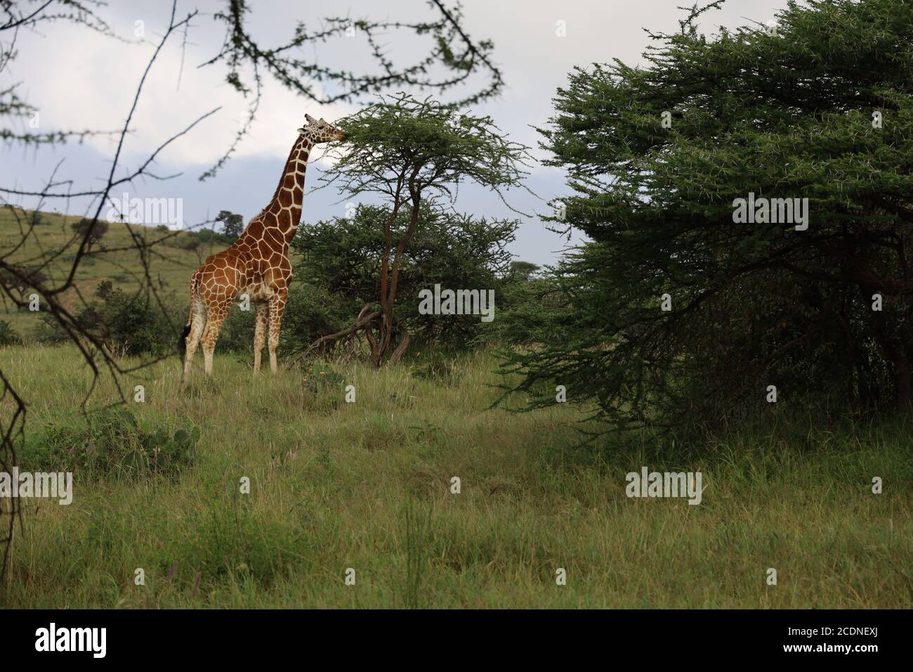 Une girafe élégante qui s'étend sur son cou pour parcourir les feuilles d'acacia. Banque D'Images