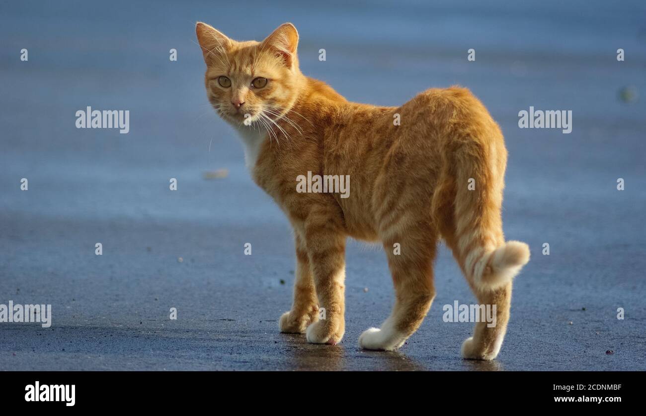 Chat de gingembre Banque D'Images