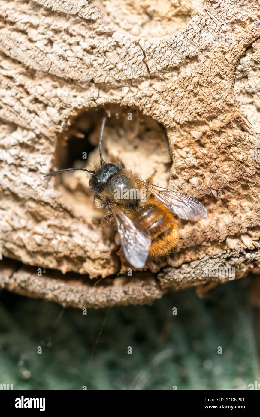 Mason Bee Osmia rufa niche dans une abeille solitaire hôtel en rondins Banque D'Images