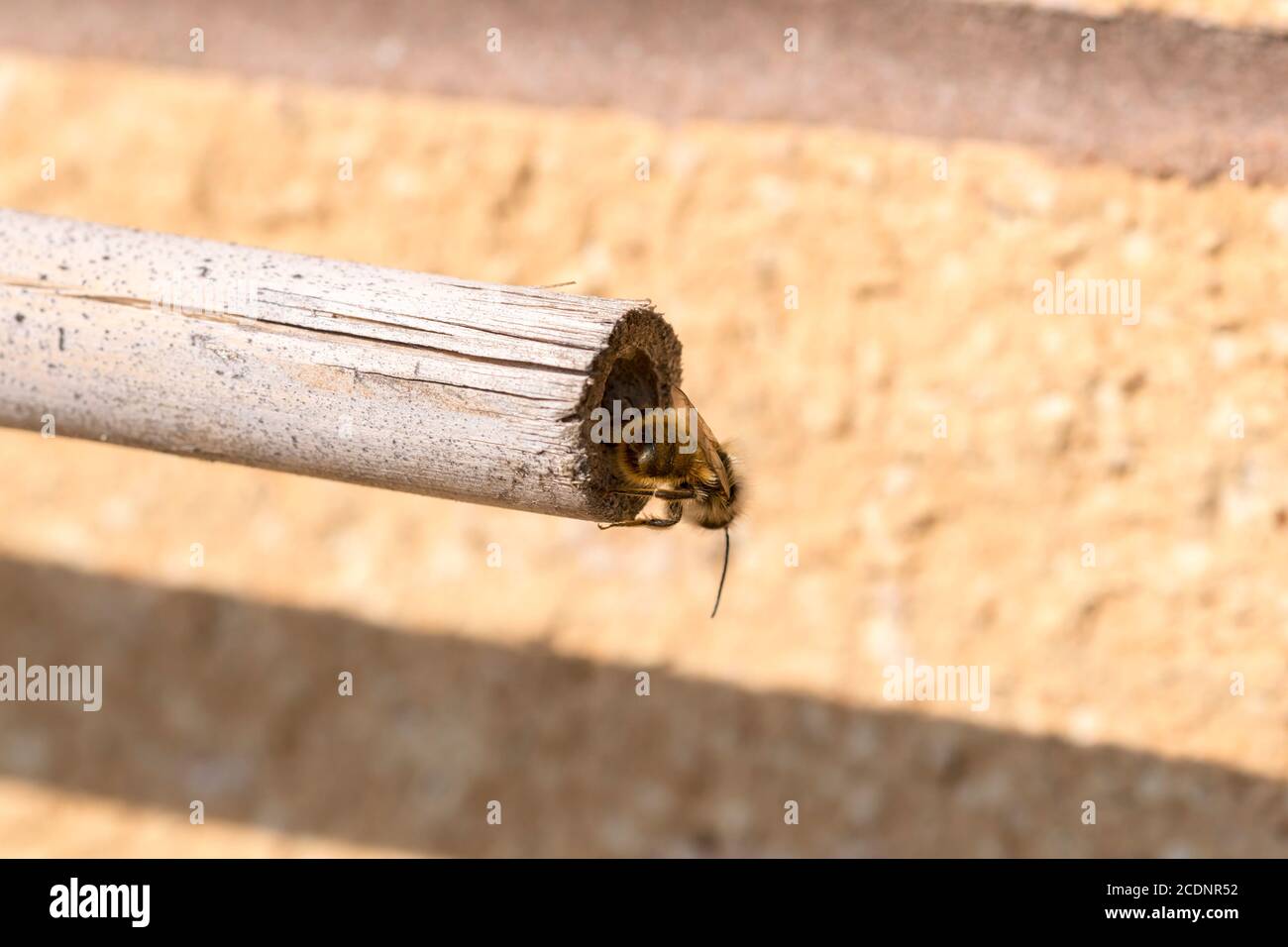 Mason Bee Osmia rufa niche dans une abeille solitaire hôtel en rondins Banque D'Images