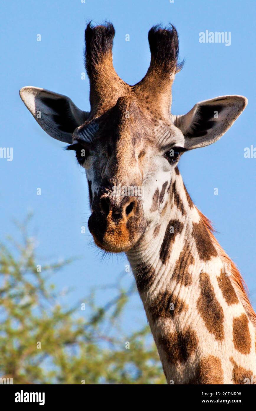 Portrait de girafe close-up. Safari dans le Serengeti, Tanzanie, Afrique du Sud Banque D'Images