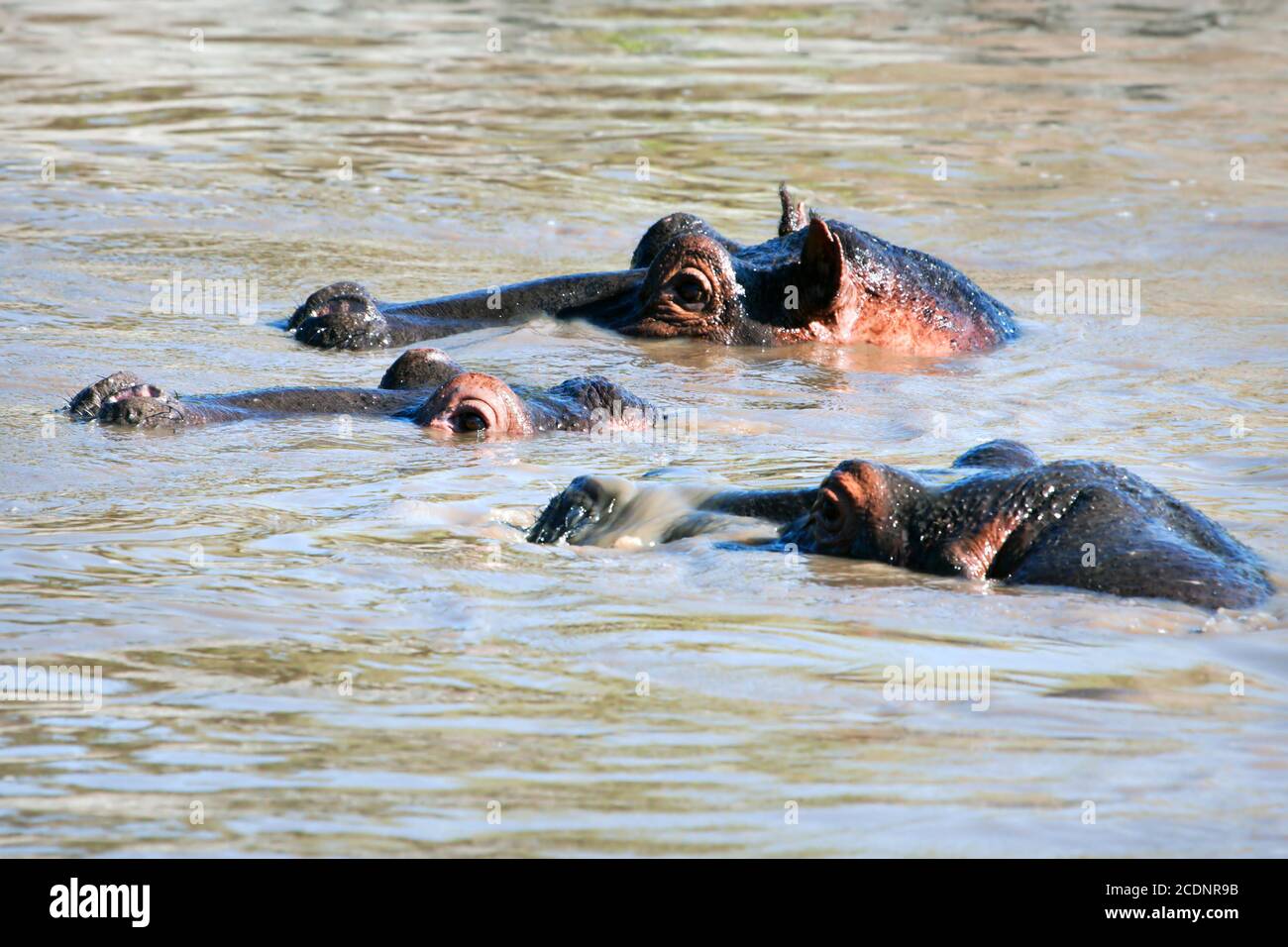 Hippo, groupe hippopotame dans la rivière. Serengeti, Tanzanie, Afrique Banque D'Images