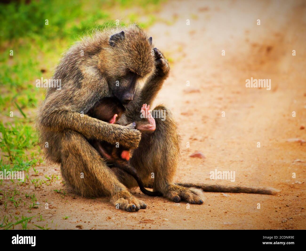 Singes babouin en brousse africaine. L'Ouest de Tsavo, au Kenya Banque D'Images