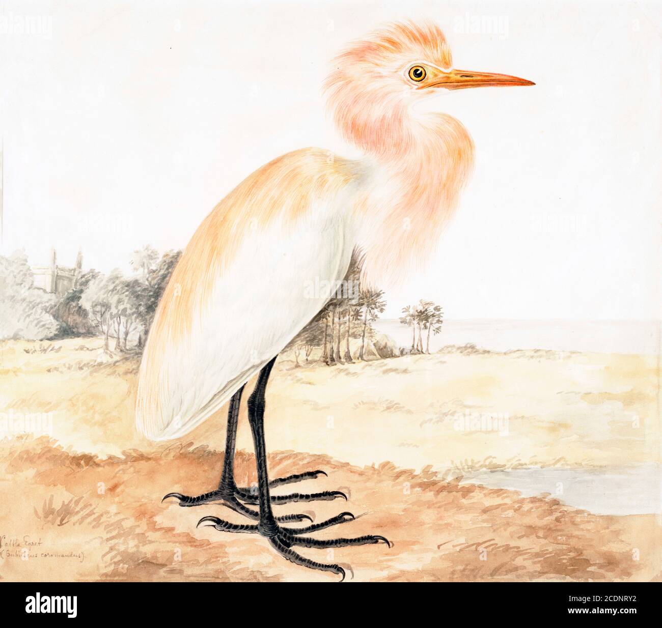 L'aigrette de bovins de l'Ouest (Bubulcus ibis) est une espèce de héron (famille des Ardeidae) qui se trouve dans les régions tropicales, subtropicales et tempérées chaudes. La plupart des autorités taxonomiques rassemblent cette espèce et l'aigrette des bovins de l'est (appelé l'aigrette des bovins), mais certaines (y compris l'Union internationale des ornithologues) les séparent. Malgré les similitudes entre le plumage et les aigrettes du genre Egretta, il est plus étroitement lié aux hérons d'Ardea. Originaire de régions d'Asie, d'Afrique et d'Europe, il a connu une expansion rapide de sa distribution et a réussi à coloniser une grande partie de la res Banque D'Images