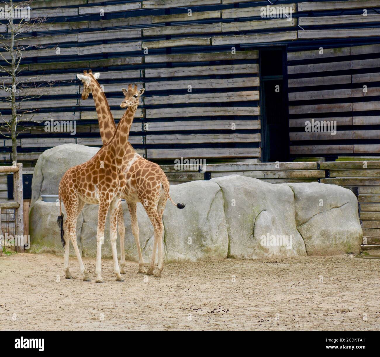 giraffe zoo de paris Banque D'Images