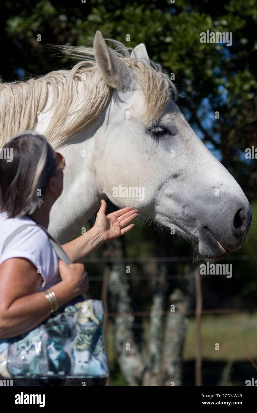 Une dame âgée interagit avec un beau cheval blanc de Percheron. Banque D'Images