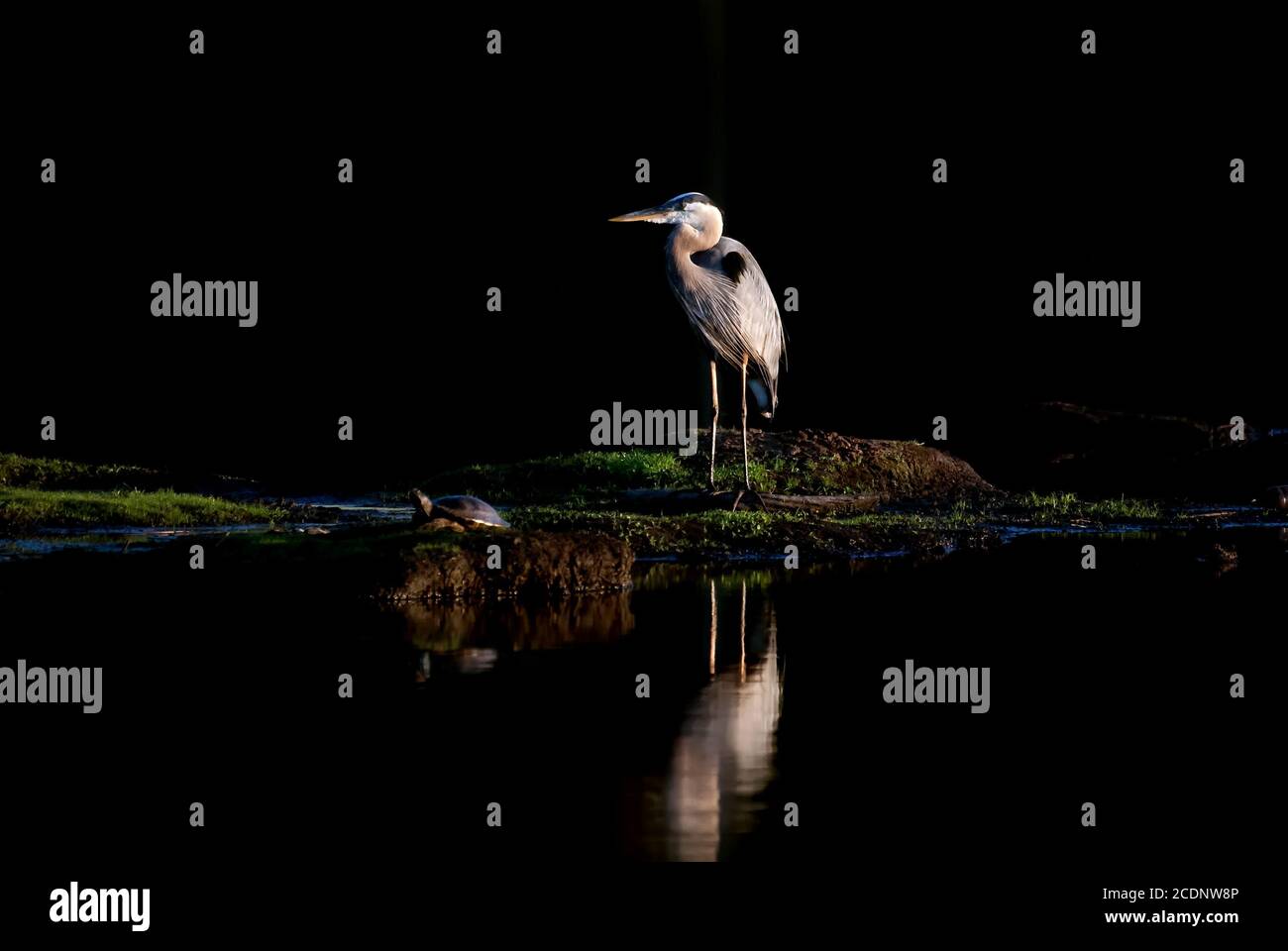 Magnifique grand héron bleu debout majestueusement sur une petite île Au milieu d'un lac avec de l'eau noire près La baie de Chesapeake dans le Maryland Banque D'Images