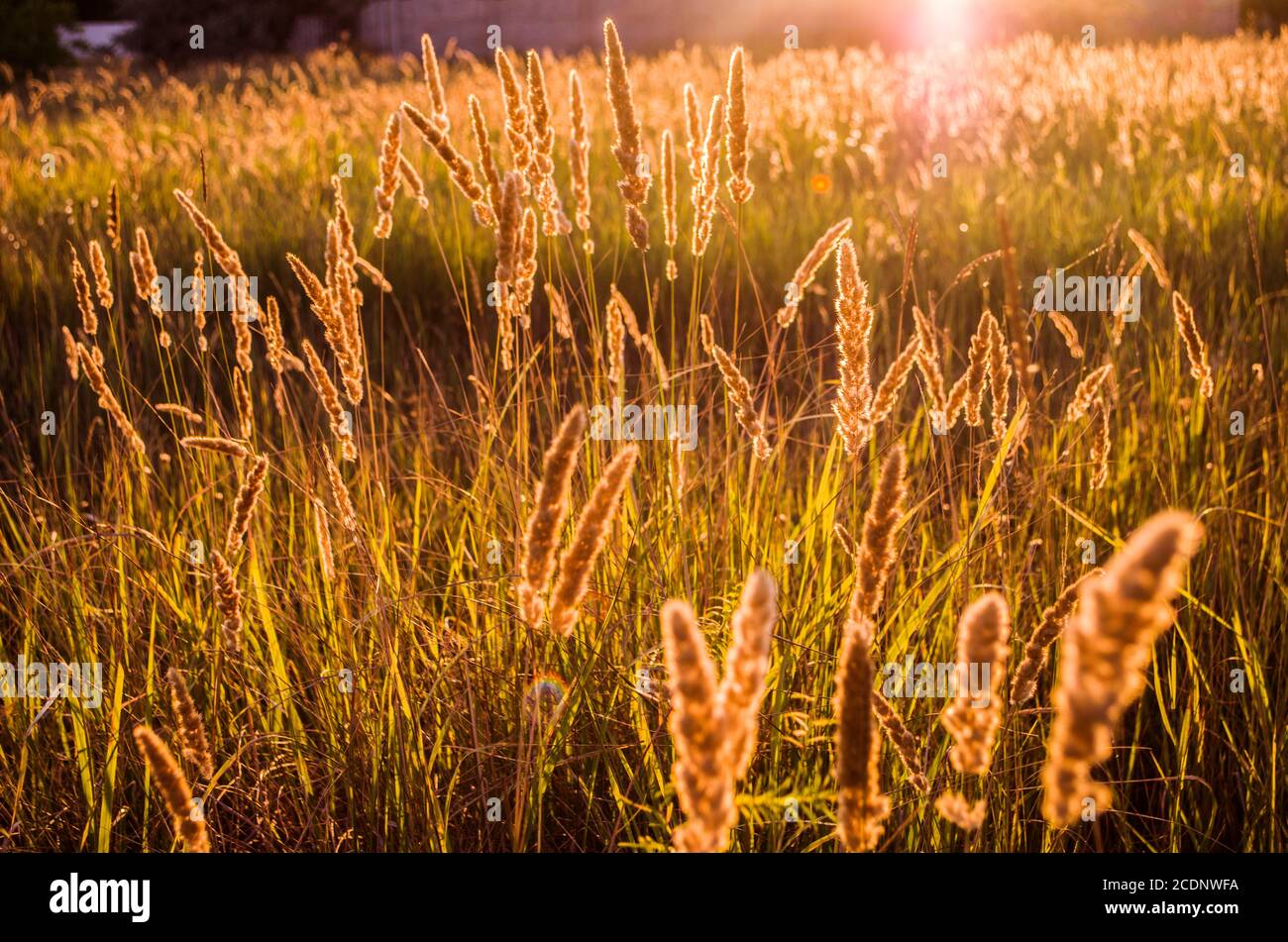 Épillets de prairie sur fond de coucher de soleil. Photo naturelle avec rétroéclairage. Banque D'Images