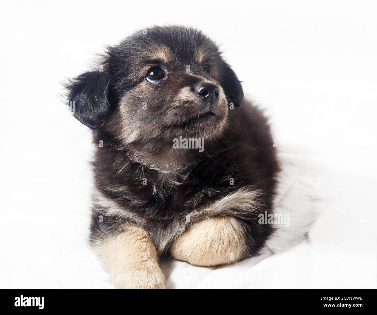 Adorable petit chiot Banque D'Images