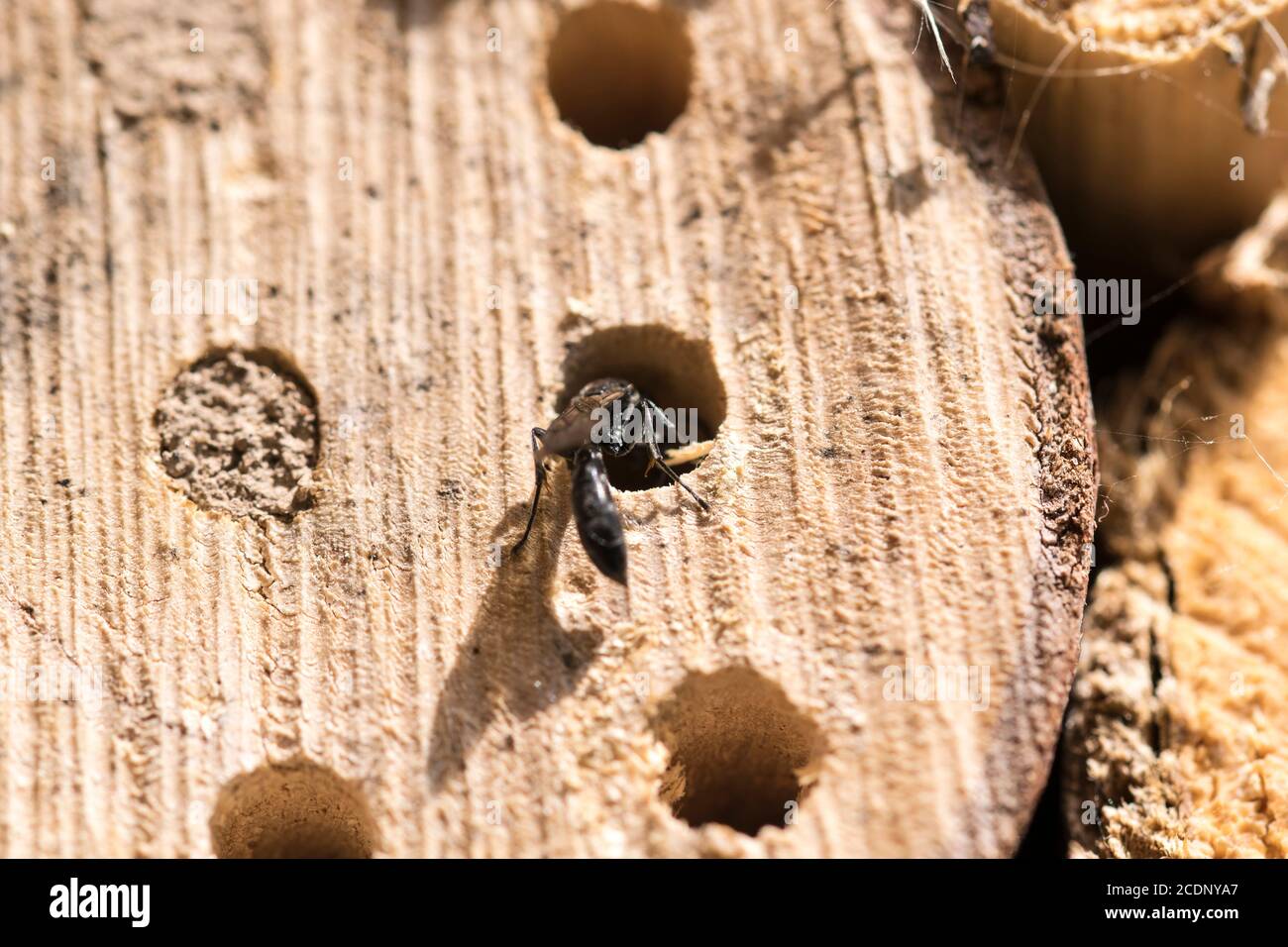 Petite guêpe de bois Trypoxylon figulus faisant un nid dans l'ancien grumes de bois Banque D'Images