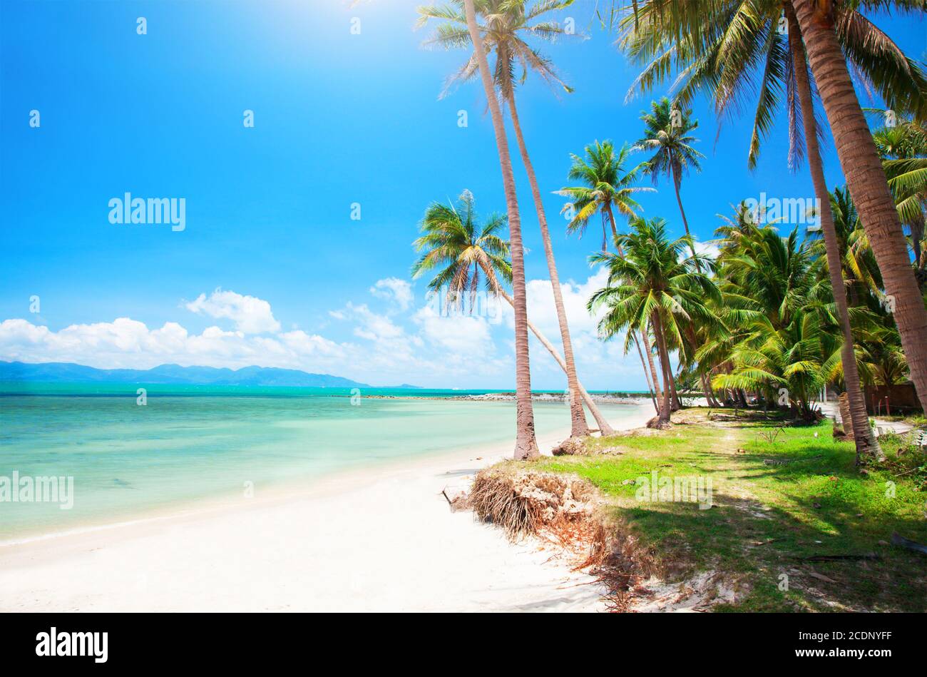 Plage tropicale avec cocotier Banque D'Images