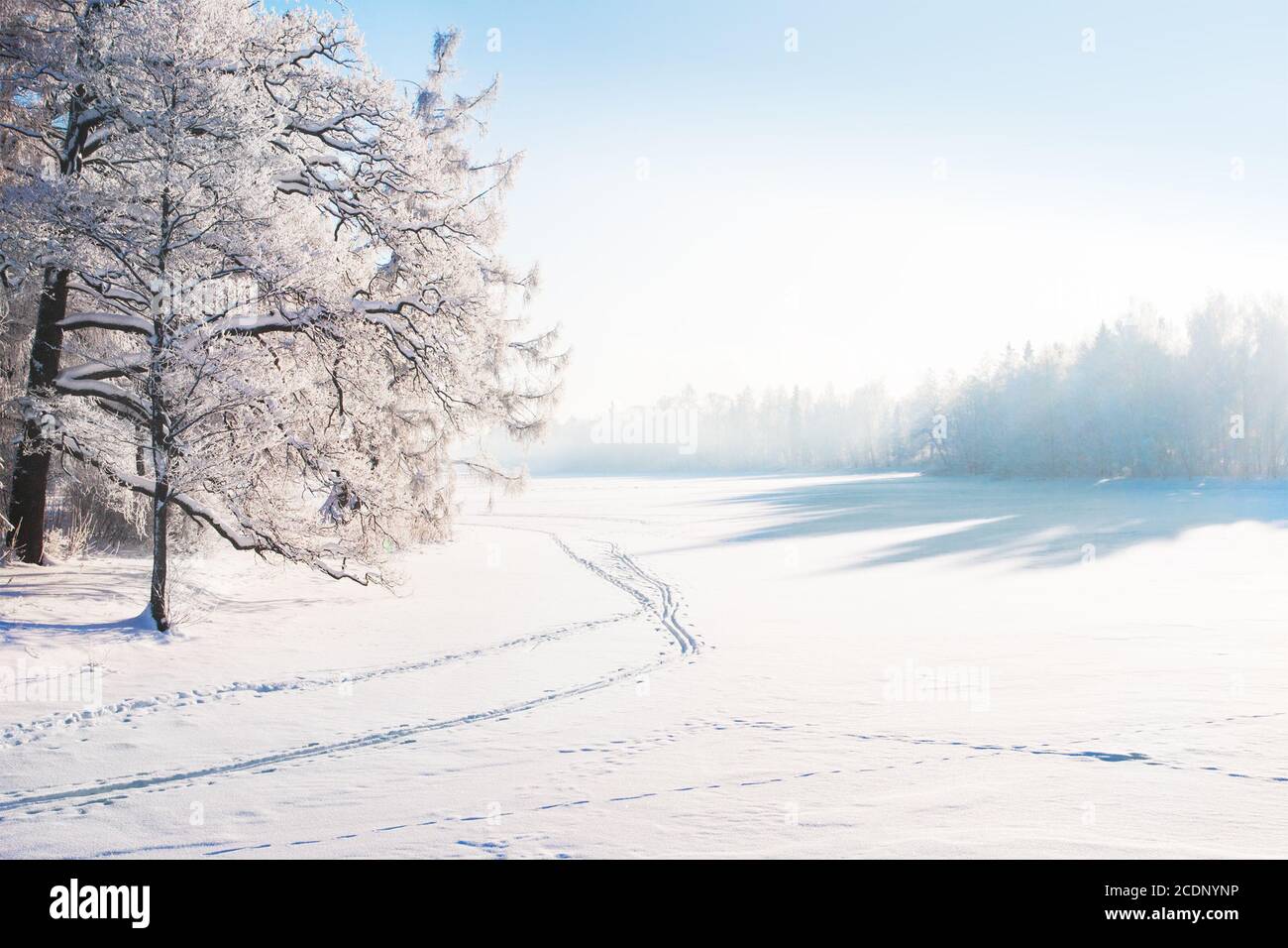 Parc d'hiver dans la neige Banque D'Images