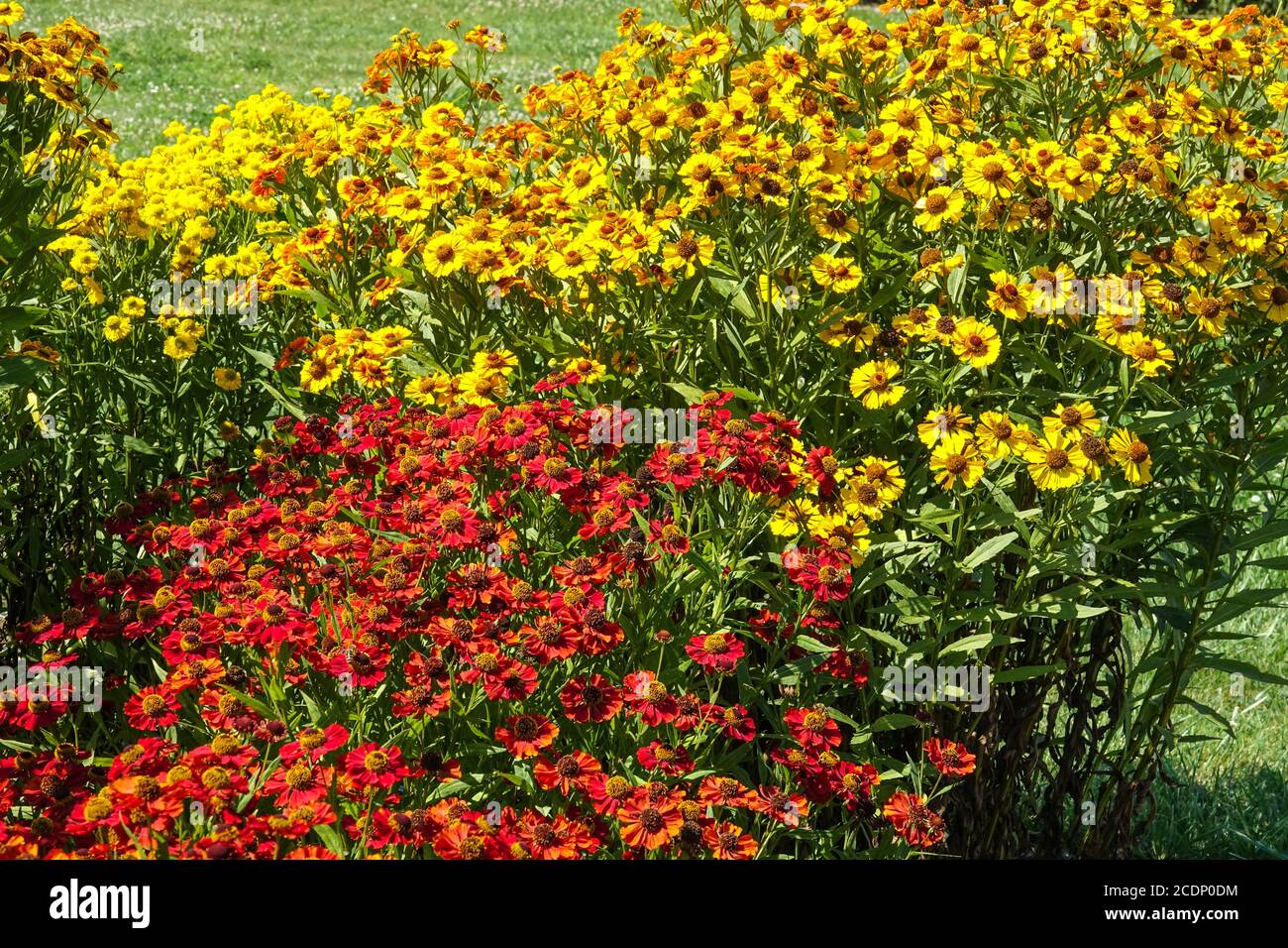 Fleurs de jardin d'août Heleniums bordure herbacée été Rouge jaune, vivaces faciles à vivre augmentant en taille chaque année, excellera en plein soleil Banque D'Images