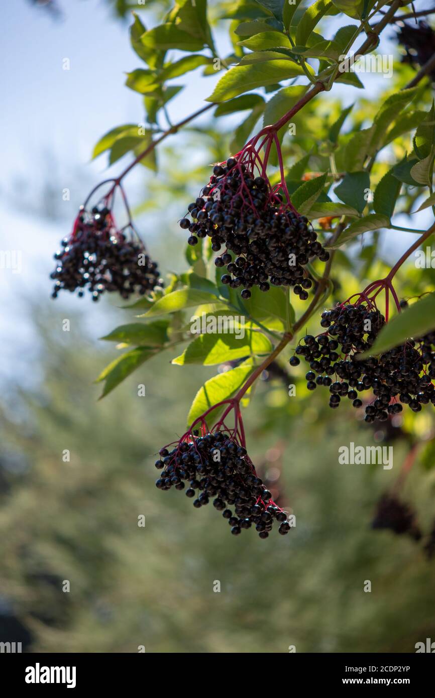 Baies de 'Sambucus Nigra' (baies d'Elderberry noires) - grappe de fruits accrochée à un arbre Banque D'Images
