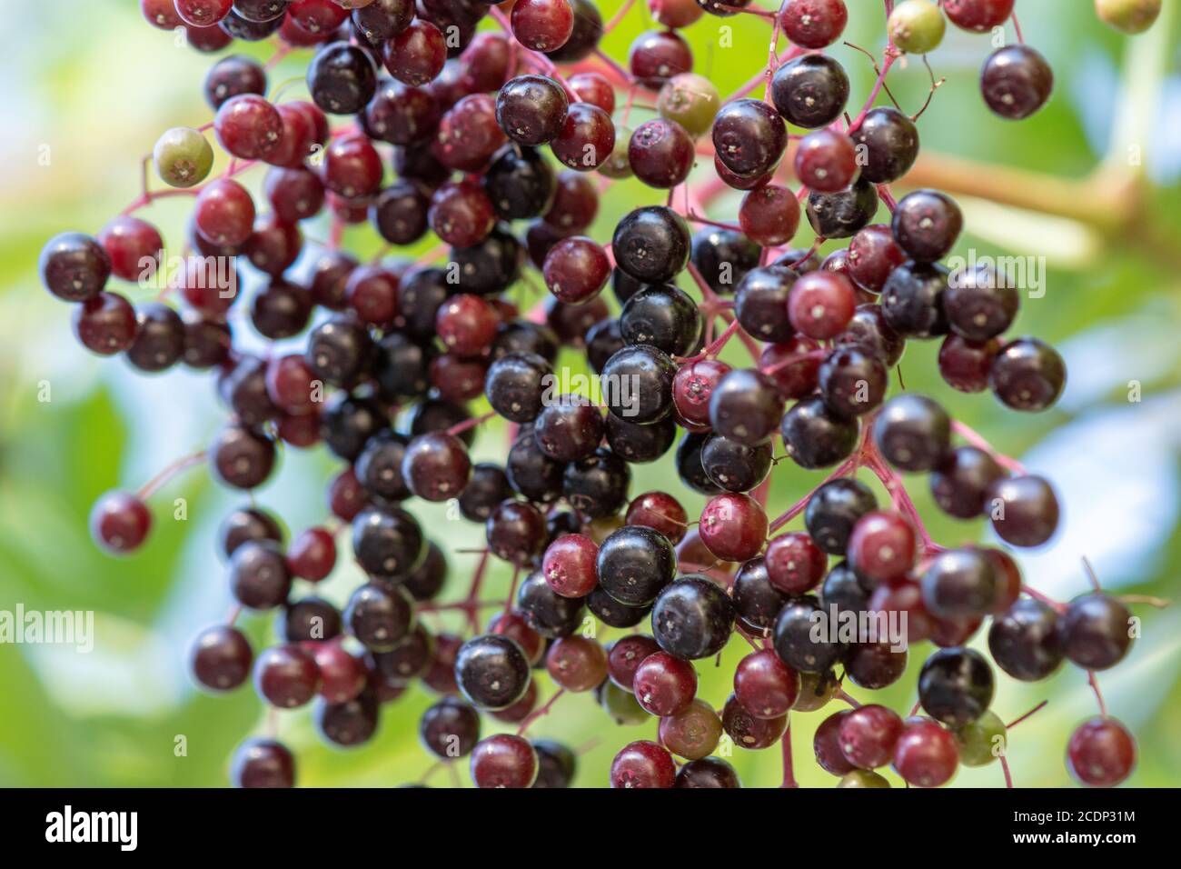 Baies de 'Sambucus Nigra' (baies d'Elderberry noires) - grappe de fruits accrochée à un arbre, en gros plan Banque D'Images