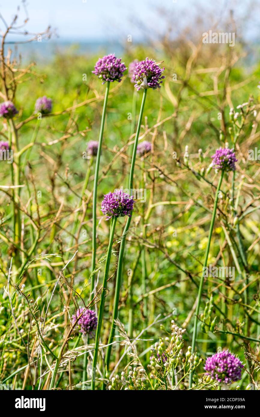 Allium amppelloprasum babingtonii ou Babingtons Leek croissant sur la côte nord du pays de Galles près d'Abergele. Ne pas confondre avec l'oignon sauvage. Banque D'Images
