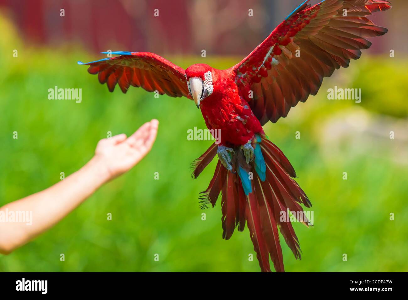 Macaw rouge et vert ou macaw à ailes vertes, Ara chloropterus, en vol. Atterrissage sur une main humaine tendue Banque D'Images