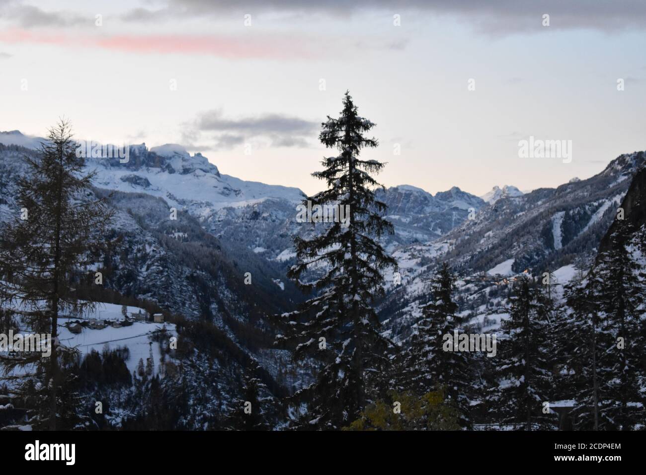 Colle Santa Lucia, Dolomiti, Albero Banque D'Images