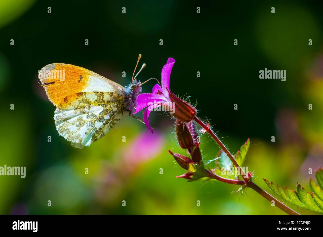 Anthocharis cardamines extrémité orange papillon mâle alimentation sur fleur rose Geranium robertianum. Banque D'Images