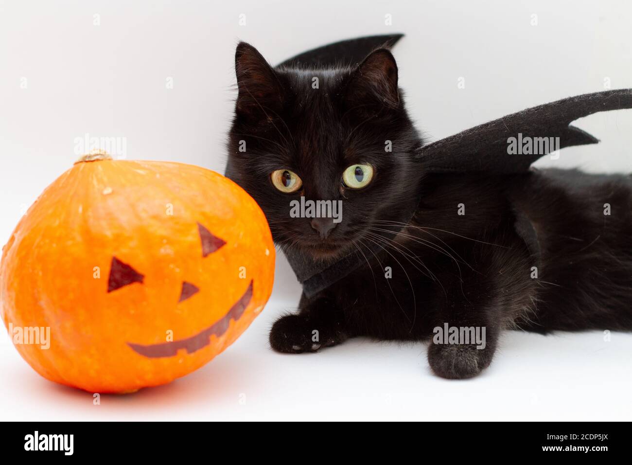 Chat noir en costume de chauve-souris avec citrouille pour halloween. Banque D'Images