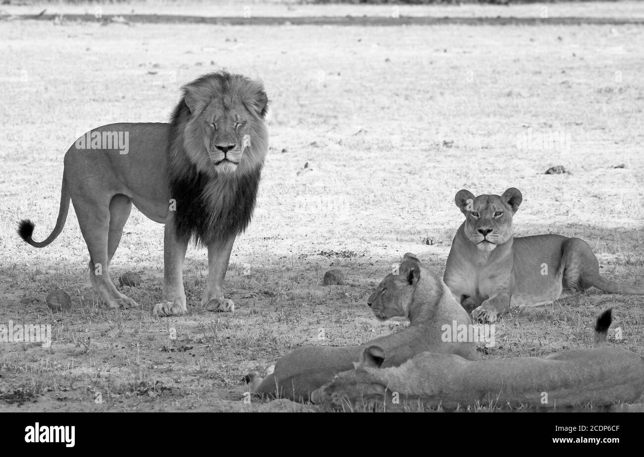 Cecil le Lion et sa fierté pour le parc national de Hwange, Mono. Zimbabwe Banque D'Images