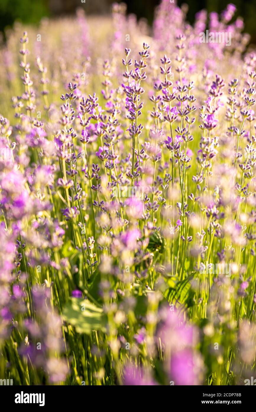 Détails des champs de lavande fleuris. Arbustes de lavande en gros plan au coucher du soleil. Le coucher du soleil scintillant sur des fleurs violettes de lavande. Banque D'Images