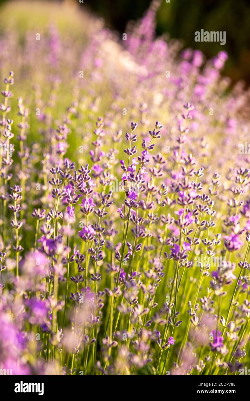 Détails des champs de lavande fleuris. Arbustes de lavande en gros plan au coucher du soleil. Le coucher du soleil scintillant sur des fleurs violettes de lavande. Banque D'Images