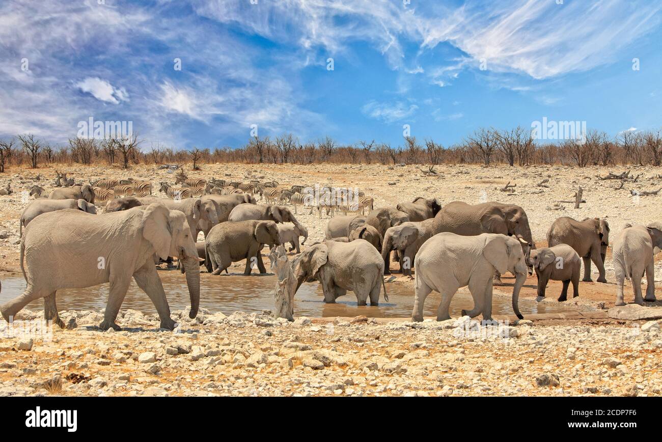 Paysage d'un trou d'eau dynamique avec un grand troupeau d'éléphants et de zèbres avec un ciel bleu et wispy dans le parc national d'Etosha, Namibie Banque D'Images