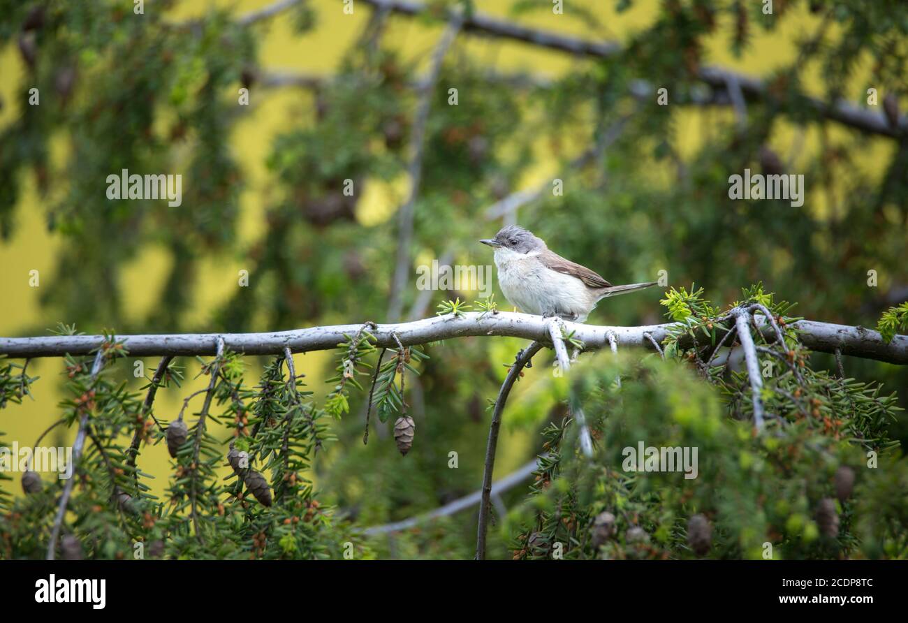 Le petit whitetroat sauvage ou Sylvia curruca perching sur une branche d'un arbre, la meilleure photo Banque D'Images